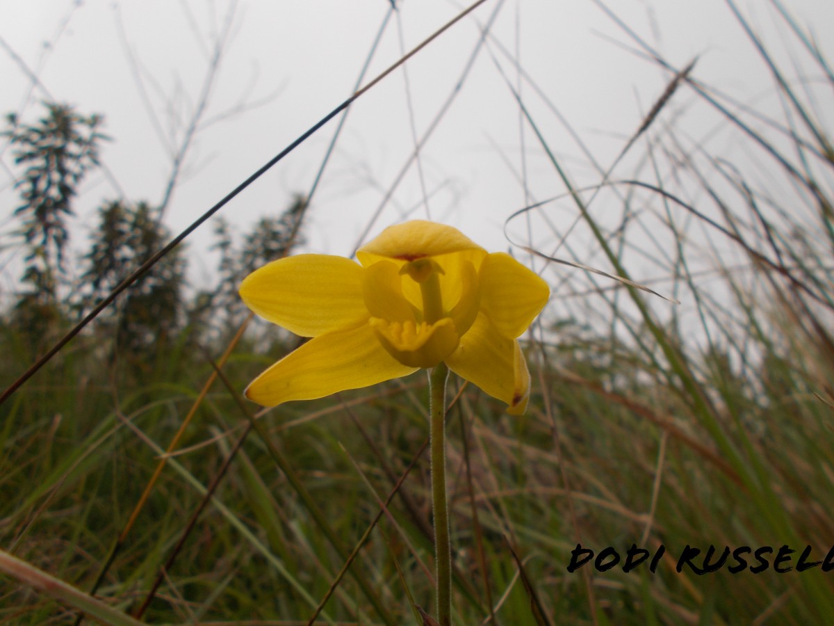 Ipsea speciosa Lindl.